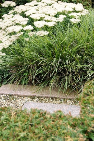 Zegge - Carex morrowii 