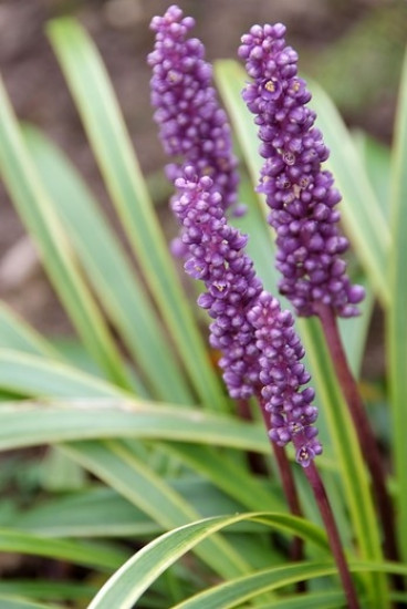 Liriope muscari 'Royal Purple' - Leliegras