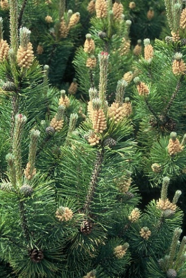 Pinus mugo mughus - Berg Den