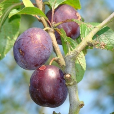 Prunus 'Anna Späth'