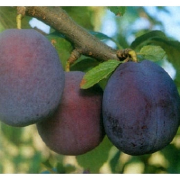 Prunus 'Belle de Louvain'