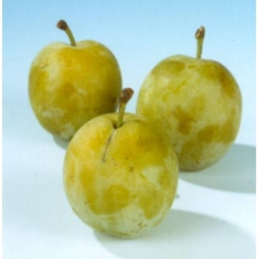Prunus d. 'Dubbele Boerenwitte' Zoete pruim