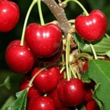 Prunus 'Duroni'