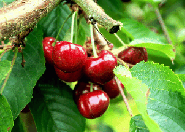 Prunus 'Earlise'