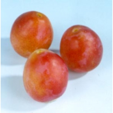 Prunus 'Early Laxton'