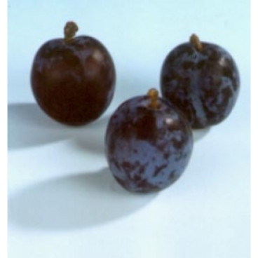 Prunus 'Early Prolific'