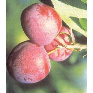 Prunus 'Excalibur'