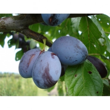 Prunus 'Italiaanse Kwets'