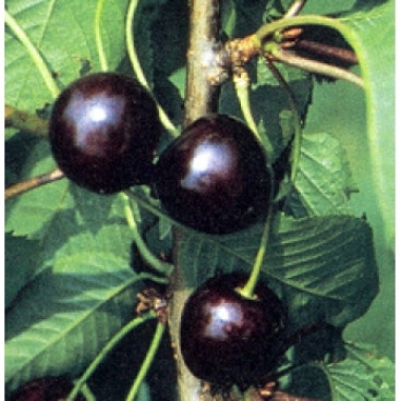 Prunus 'Karina'