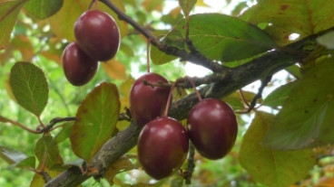 Prunus 'Kroos Pearl Beauty'