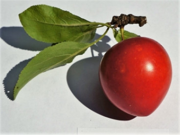 Prunus 'Kroos Sara'