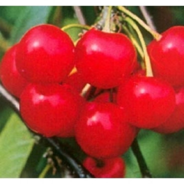 Prunus 'Morel'