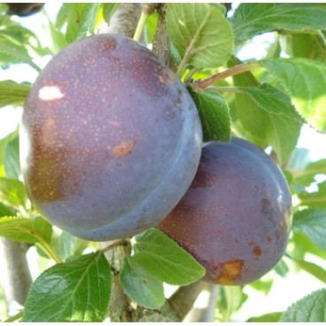 Prunus 'Valor'
