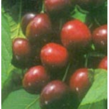 Prunus 'Vanda'