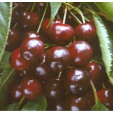 Prunus 'Varikse Zwarte'