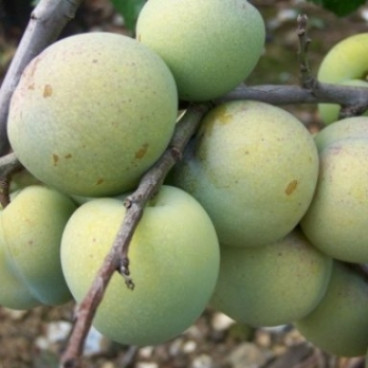 Prunus 'Washington'