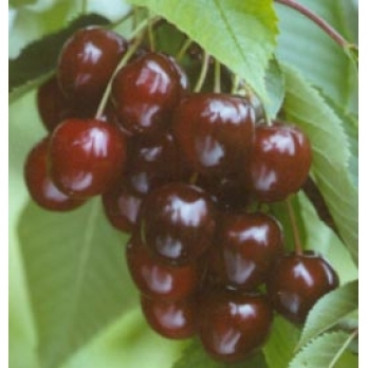 Prunus 'Wijnkers'